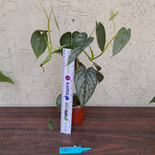 Load image into Gallery viewer, #165 Philodendron Brandtianum