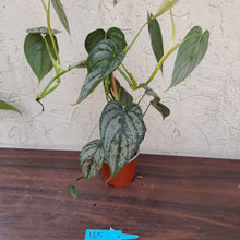Load image into Gallery viewer, #165 Philodendron Brandtianum