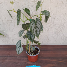 Load image into Gallery viewer, #165 Philodendron Brandtianum