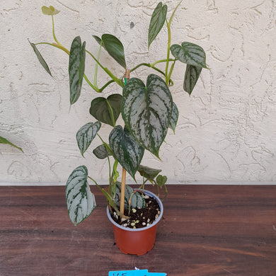 #165 Philodendron Brandtianum