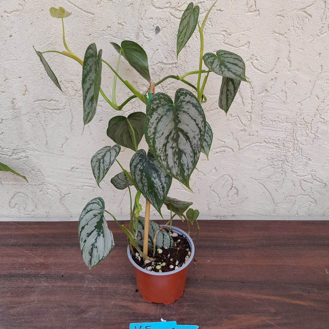 #165 Philodendron Brandtianum
