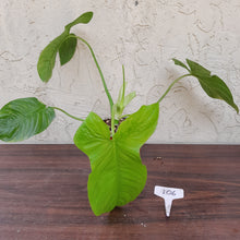 Load image into Gallery viewer, #106 Philodendron Rothschuhianum
