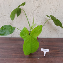 Load image into Gallery viewer, #106 Philodendron Rothschuhianum