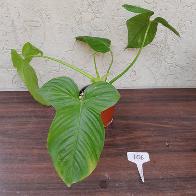 #106 Philodendron Rothschuhianum