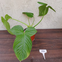 Load image into Gallery viewer, #106 Philodendron Rothschuhianum