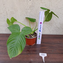 Load image into Gallery viewer, #106 Philodendron Rothschuhianum