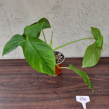 Load image into Gallery viewer, #106 Philodendron Rothschuhianum