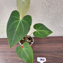 Load image into Gallery viewer, #802 Anthurium Leuconeurum x