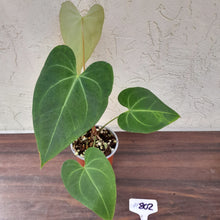 Load image into Gallery viewer, #802 Anthurium Leuconeurum x