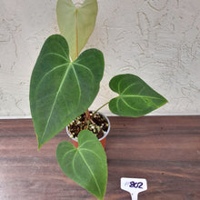 Load image into Gallery viewer, #802 Anthurium Leuconeurum x