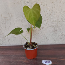 Load image into Gallery viewer, #802 Anthurium Leuconeurum x