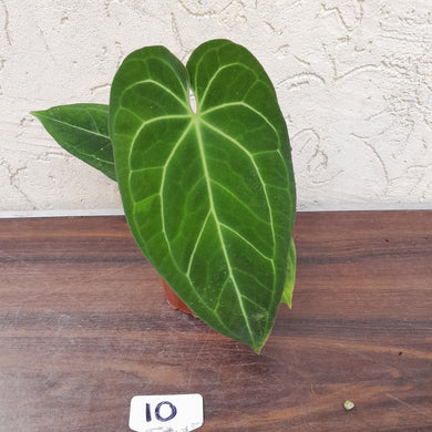 #10 Anthurium (Papillilaminum x Hoffmanii) x