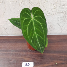 Load image into Gallery viewer, #10 Anthurium (Papillilaminum x Hoffmanii) x