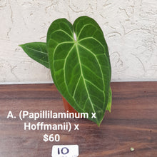 Load image into Gallery viewer, #21 Aglaonema Shingii