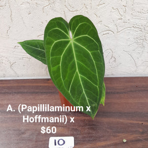 #21 Aglaonema Shingii