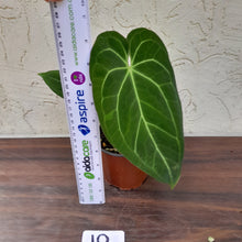 Load image into Gallery viewer, #10 Anthurium (Papillilaminum x Hoffmanii) x