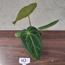 Load image into Gallery viewer, #10 Anthurium (Papillilaminum x Hoffmanii) x