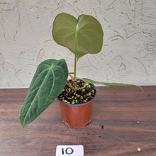 Load image into Gallery viewer, #10 Anthurium (Papillilaminum x Hoffmanii) x