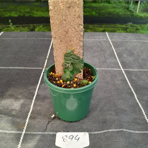 #894 Marcgravia Umbellata