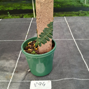 #894 Marcgravia Umbellata