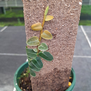#894 Marcgravia Umbellata