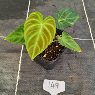#149 Philodendron Verrucosum