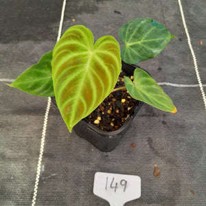 #149 Philodendron Verrucosum