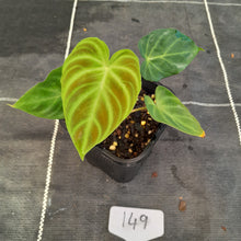 Load image into Gallery viewer, #149 Philodendron Verrucosum
