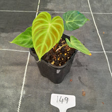 Load image into Gallery viewer, #149 Philodendron Verrucosum