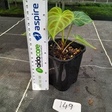 Load image into Gallery viewer, #149 Philodendron Verrucosum