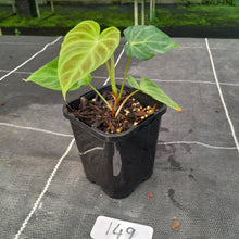Load image into Gallery viewer, #149 Philodendron Verrucosum
