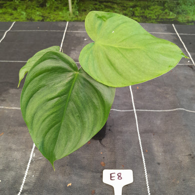 #E8 Philodendron Tenue x Plowmanii
