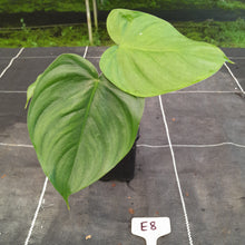 Load image into Gallery viewer, #E8 Philodendron Tenue x Plowmanii