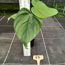 Load image into Gallery viewer, #E8 Philodendron Tenue x Plowmanii