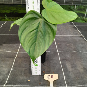 #E8 Philodendron Tenue x Plowmanii