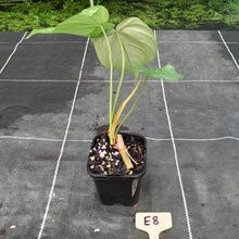 Load image into Gallery viewer, #E8 Philodendron Tenue x Plowmanii
