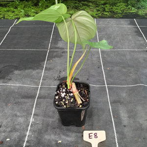 #E8 Philodendron Tenue x Plowmanii