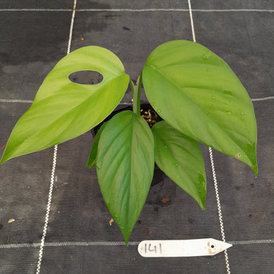 #141 Rhaphidophora Pertusa