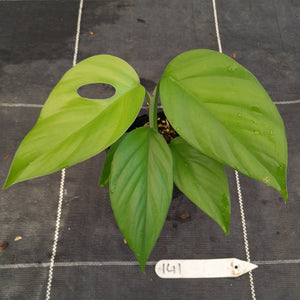#141 Rhaphidophora Pertusa