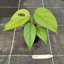 Load image into Gallery viewer, #141 Rhaphidophora Pertusa
