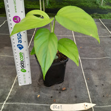 Load image into Gallery viewer, #141 Rhaphidophora Pertusa