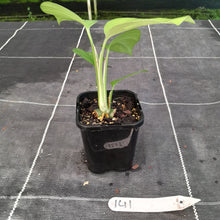 Load image into Gallery viewer, #141 Rhaphidophora Pertusa