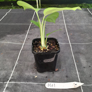 #141 Rhaphidophora Pertusa
