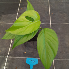 Load image into Gallery viewer, #P10 Rhaphidophora Pertusa