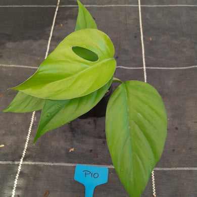 #P10 Rhaphidophora Pertusa