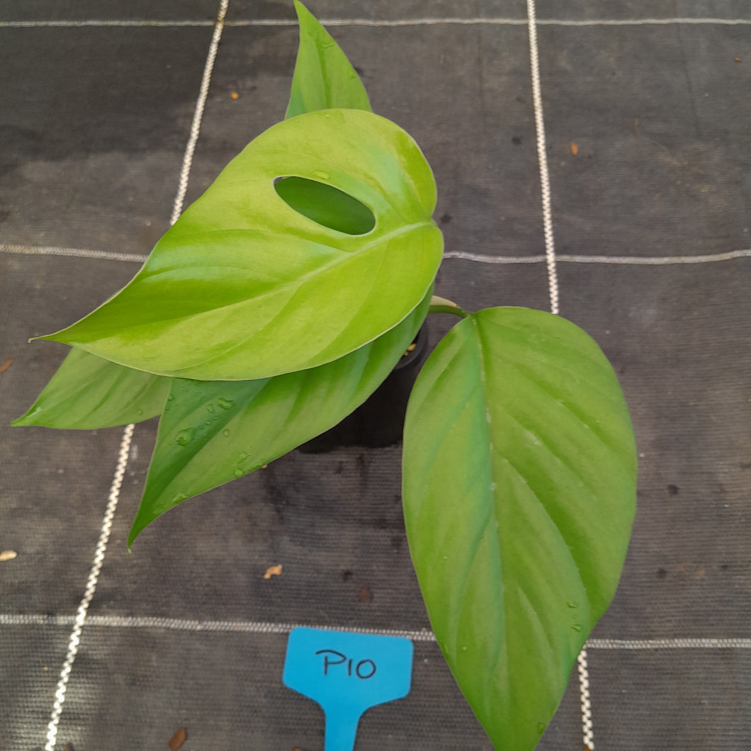 #P10 Rhaphidophora Pertusa