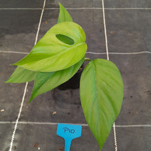 Load image into Gallery viewer, #P10 Rhaphidophora Pertusa