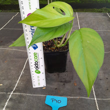 Load image into Gallery viewer, #P10 Rhaphidophora Pertusa