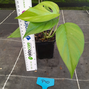 #P10 Rhaphidophora Pertusa