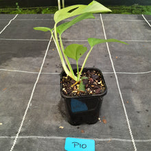 Load image into Gallery viewer, #P10 Rhaphidophora Pertusa